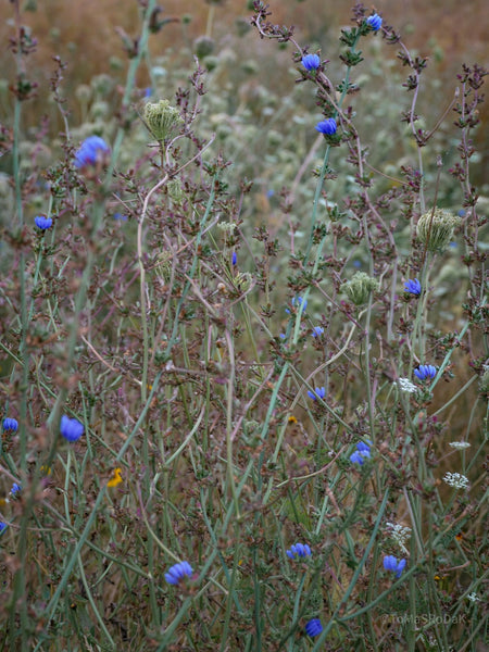 Wildflowers, Wildblumen, Wiesenblumen, Fieldflowers, organic flowers, TOMs FLOWer CLUB, Tomas Rodak, florales Foto, floral photography, Landhaus, country side