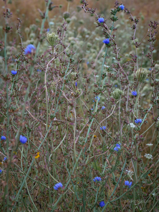 Wildflowers, Wildblumen, Wiesenblumen, Fieldflowers, organic flowers, TOMs FLOWer CLUB, Tomas Rodak, florales Foto, floral photography, Landhaus, country side