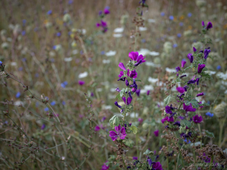 Wildflowers, Wildblumen, Wiesenblumen, Fieldflowers, organic flowers, TOMs FLOWer CLUB, Tomas Rodak, florales Foto, floral photography, Landhaus, country side