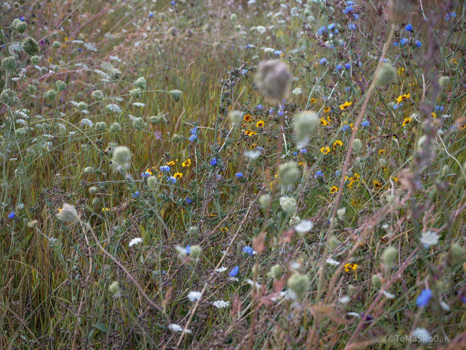 Wildflowers, Wildblumen, Wiesenblumen, Fieldflowers, organic flowers, TOMs FLOWer CLUB, Tomas Rodak, florales Foto, floral photography, Landhaus, country side