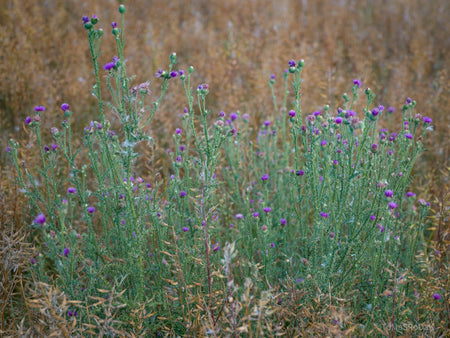 Wildflowers, Wildblumen, Wiesenblumen, Fieldflowers, organic flowers, TOMs FLOWer CLUB, Tomas Rodak, florales Foto, floral photography, Landhaus, country side