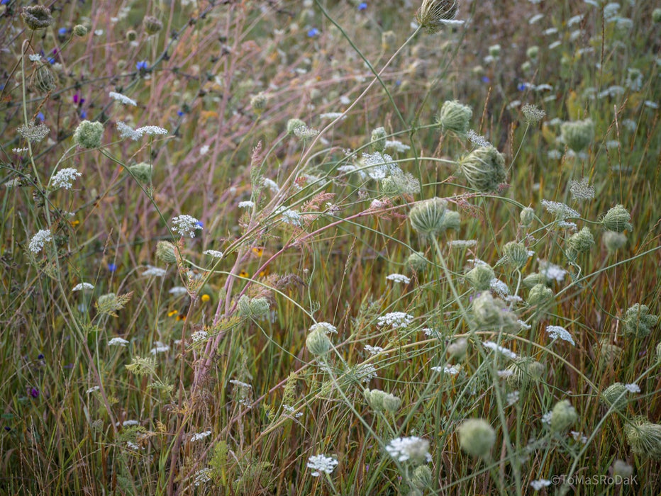 Wildflowers, Wildblumen, Wiesenblumen, Fieldflowers, organic flowers, TOMs FLOWer CLUB, Tomas Rodak, florales Foto, floral photography, Landhaus, country side