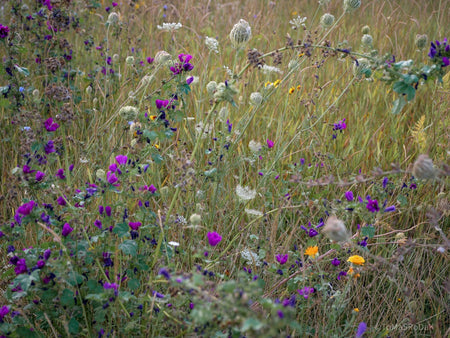 Wildflowers, Wildblumen, Wiesenblumen, Fieldflowers, organic flowers, TOMs FLOWer CLUB, Tomas Rodak, florales Foto, floral photography, Landhaus, country side