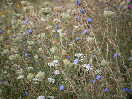 Wildflowers, Wildblumen, Wiesenblumen, Fieldflowers, organic flowers, TOMs FLOWer CLUB, Tomas Rodak, florales Foto, floral photography, Landhaus, country side