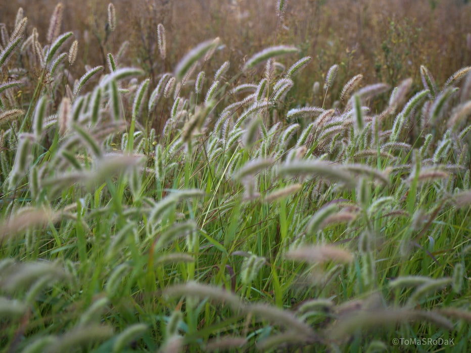 Wildflowers, Wildblumen, Wiesenblumen, Fieldflowers, organic flowers, TOMs FLOWer CLUB, Tomas Rodak, florales Foto, floral photography, Landhaus, country side