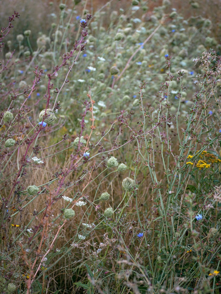 Wildflowers, Wildblumen, Wiesenblumen, Fieldflowers, organic flowers, TOMs FLOWer CLUB, Tomas Rodak, florales Foto, floral photography, Landhaus, country side