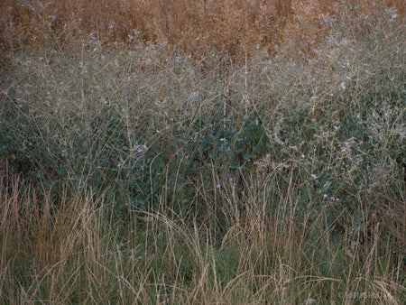 Wildflowers, Wildblumen, Wiesenblumen, Fieldflowers, organic flowers, TOMs FLOWer CLUB, Tomas Rodak, florales Foto, floral photography, Landhaus, country side