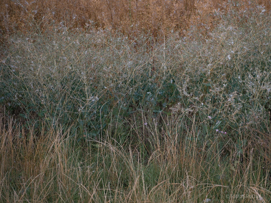 Wildflowers, Wildblumen, Wiesenblumen, Fieldflowers, organic flowers, TOMs FLOWer CLUB, Tomas Rodak, florales Foto, floral photography, Landhaus, country side