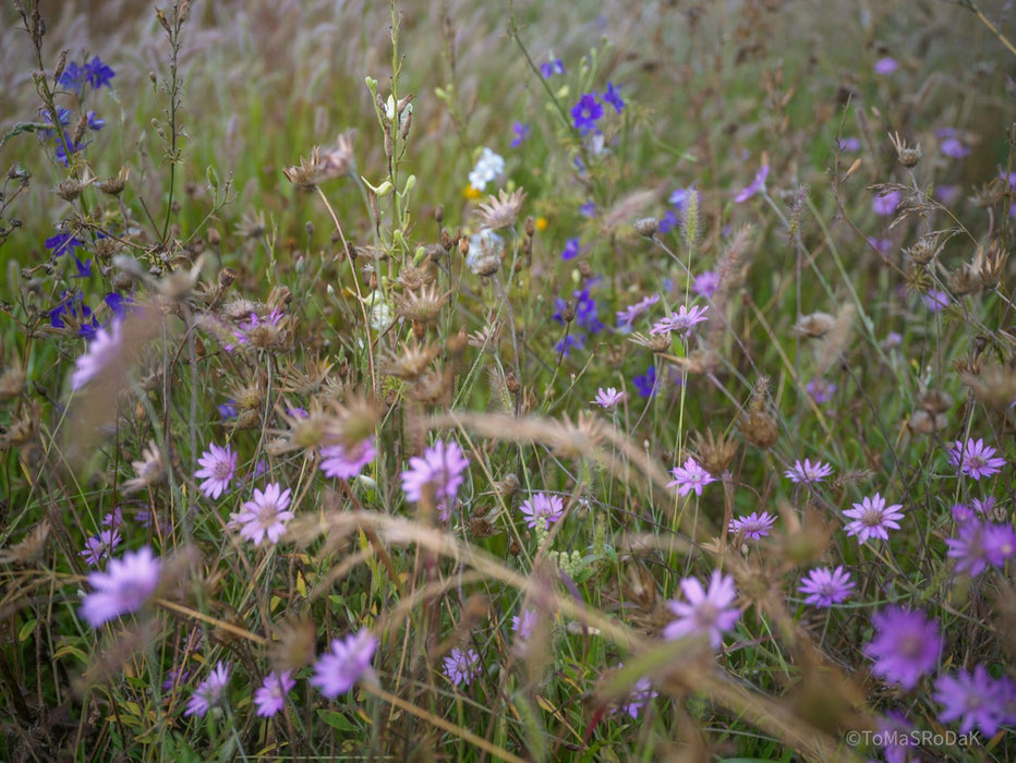 Wildflowers, Wildblumen, Wiesenblumen, Fieldflowers, organic flowers, TOMs FLOWer CLUB, Tomas Rodak, florales Foto, floral photography, Landhaus, country side