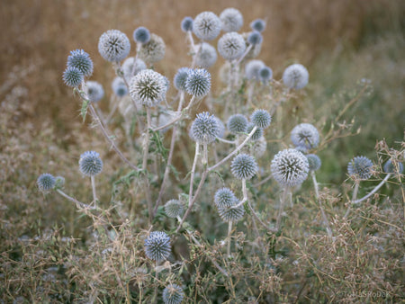 Wildflowers, Wildblumen, Wiesenblumen, Fieldflowers, organic flowers, TOMs FLOWer CLUB, Tomas Rodak, florales Foto, floral photography, Landhaus, country side