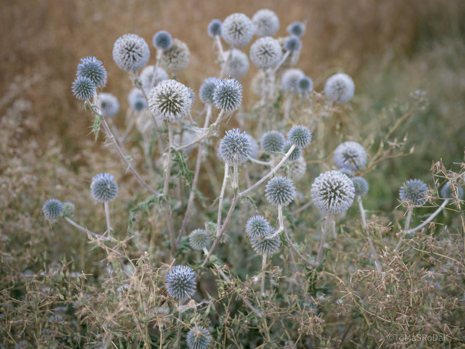 Wildflowers, Wildblumen, Wiesenblumen, Fieldflowers, organic flowers, TOMs FLOWer CLUB, Tomas Rodak, florales Foto, floral photography, Landhaus, country side