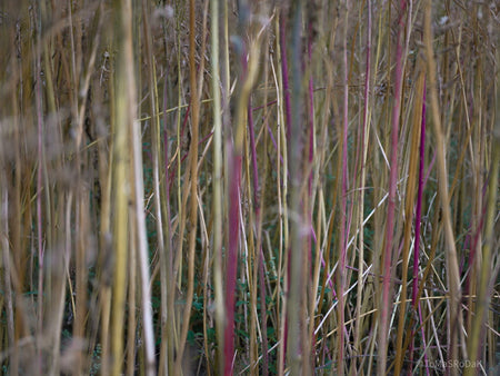 Wildflowers, Wildblumen, Wiesenblumen, Fieldflowers, organic flowers, TOMs FLOWer CLUB, Tomas Rodak, florales Foto, floral photography, Landhaus, country side