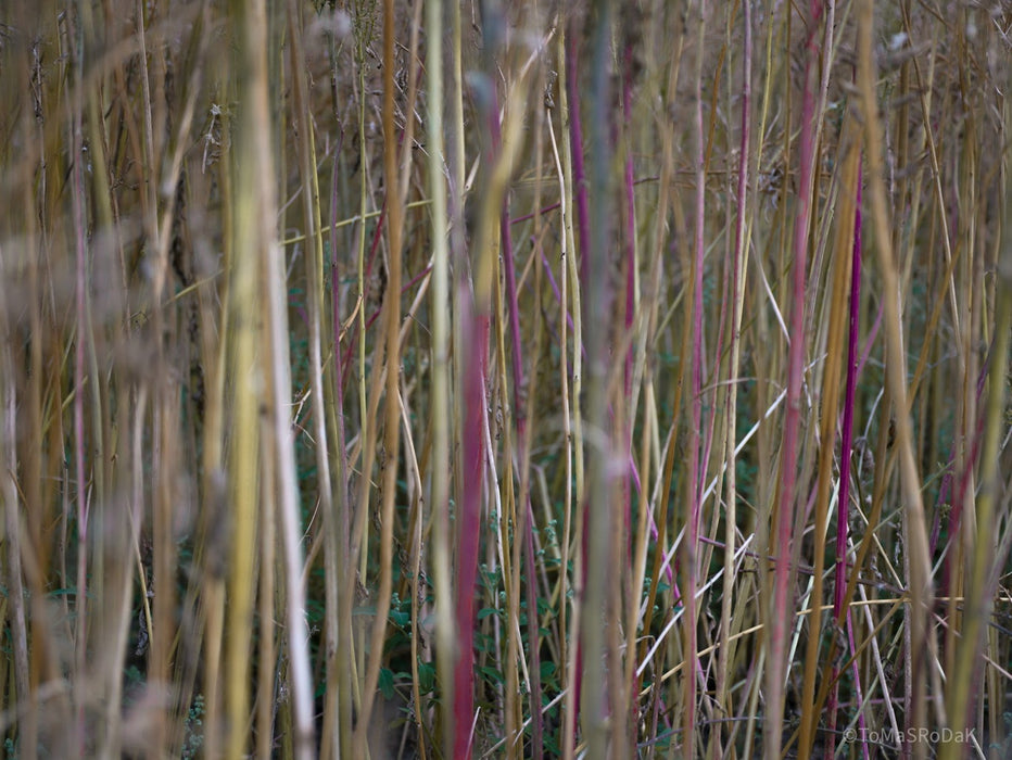Wildflowers, Wildblumen, Wiesenblumen, Fieldflowers, organic flowers, TOMs FLOWer CLUB, Tomas Rodak, florales Foto, floral photography, Landhaus, country side