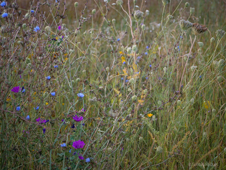 Wildflowers, Wildblumen, Wiesenblumen, Fieldflowers, organic flowers, TOMs FLOWer CLUB, Tomas Rodak, florales Foto, floral photography, Landhaus, country side