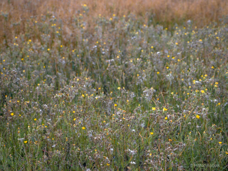 Wildflowers, Wildblumen, Wiesenblumen, Fieldflowers, organic flowers, TOMs FLOWer CLUB, Tomas Rodak, florales Foto, floral photography, Landhaus, country side