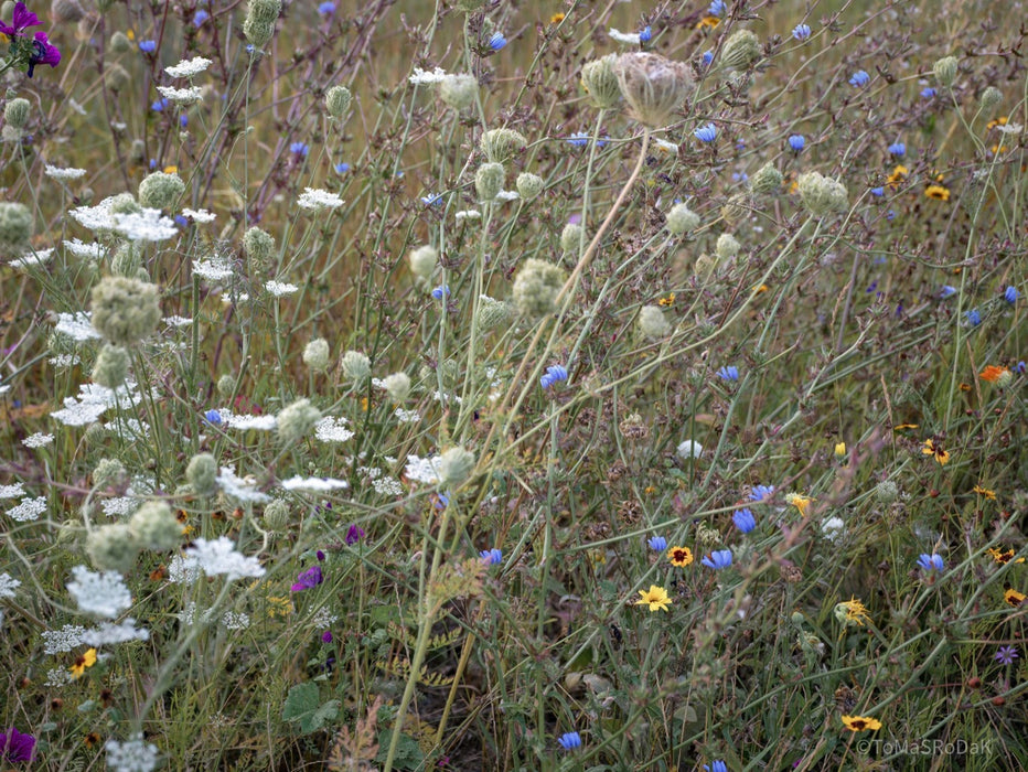 Wildflowers, Wildblumen, Wiesenblumen, Fieldflowers, organic flowers, TOMs FLOWer CLUB, Tomas Rodak, florales Foto, floral photography, Landhaus, country side