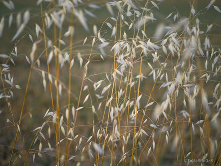Wildflowers, Wildblumen, Wiesenblumen, Fieldflowers, organic flowers, TOMs FLOWer CLUB, Tomas Rodak, florales Foto, floral photography, Landhaus, country side