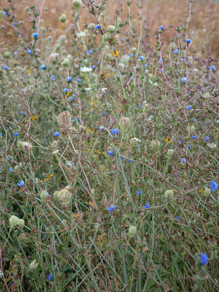Wildflowers, Wildblumen, Wiesenblumen, Fieldflowers, organic flowers, TOMs FLOWer CLUB, Tomas Rodak, florales Foto, floral photography, Landhaus, country side