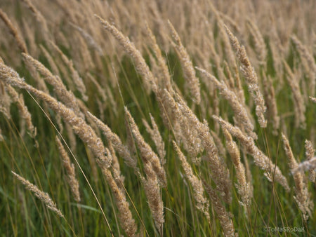 Wildflowers, Wildblumen, Wiesenblumen, Fieldflowers, organic flowers, TOMs FLOWer CLUB, Tomas Rodak, florales Foto, floral photography, Landhaus, country side