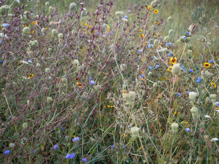 Wildflowers, Wildblumen, Wiesenblumen, Fieldflowers, organic flowers, TOMs FLOWer CLUB, Tomas Rodak, florales Foto, floral photography, Landhaus, country side