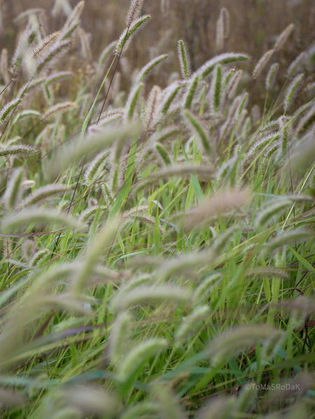 Wildflowers, Wildblumen, Wiesenblumen, Fieldflowers, organic flowers, TOMs FLOWer CLUB, Tomas Rodak, florales Foto, floral photography, Landhaus, country side