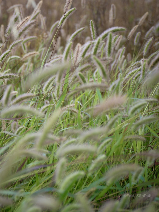 Wildflowers, Wildblumen, Wiesenblumen, Fieldflowers, organic flowers, TOMs FLOWer CLUB, Tomas Rodak, florales Foto, floral photography, Landhaus, country side