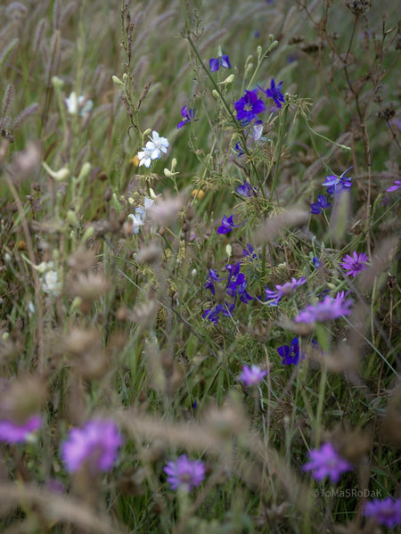 Wildflowers, Wildblumen, Wiesenblumen, Fieldflowers, organic flowers, TOMs FLOWer CLUB, Tomas Rodak, florales Foto, floral photography, Landhaus, country side