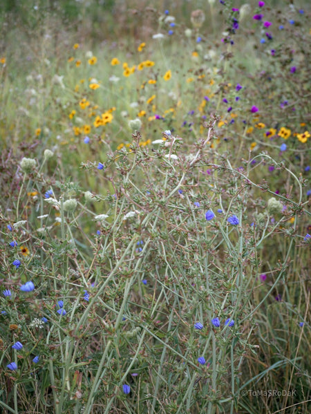 Wildflowers, Wildblumen, Wiesenblumen, Fieldflowers, organic flowers, TOMs FLOWer CLUB, Tomas Rodak, florales Foto, floral photography, Landhaus, country side