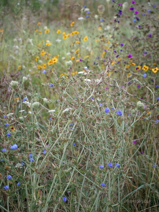 Wildflowers, Wildblumen, Wiesenblumen, Fieldflowers, organic flowers, TOMs FLOWer CLUB, Tomas Rodak, florales Foto, floral photography, Landhaus, country side