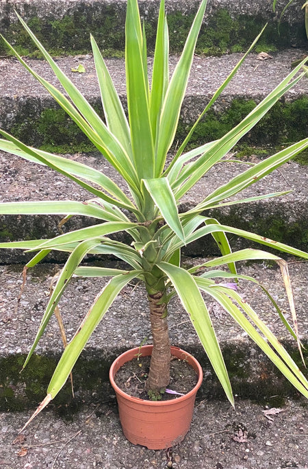 Yucca Elephantipes Variegata, organically grown succulent plants for sale at TOMs FLOWer CLUB.