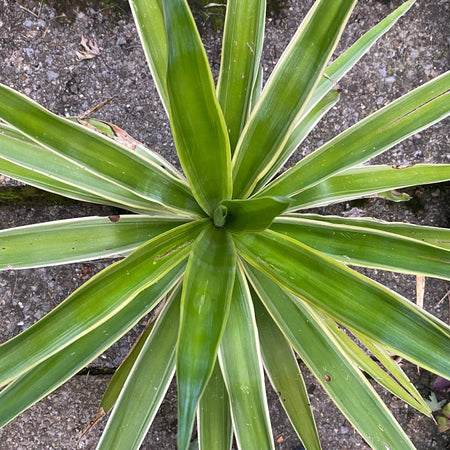 Yucca Elephantipes Variegata, organically grown succulent plants for sale at TOMs FLOWer CLUB.