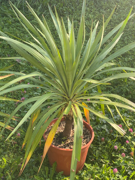 Yucca Gloriosa, organically grown succulent plants for sale at TOMs FLOWer CLUB.