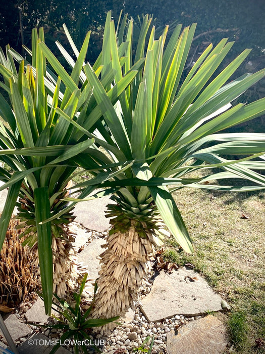 Yucca Gloriosa, organically grown succulent plants for sale at TOMs FLOWer CLUB.