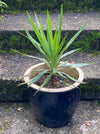 Yucca Gloriosa, organically grown succulent plants for sale at TOMs FLOWer CLUB.