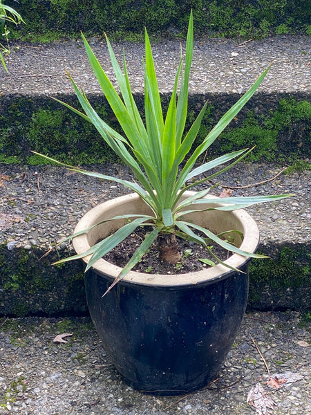 Yucca Gloriosa, organically grown succulent plants for sale at TOMs FLOWer CLUB.