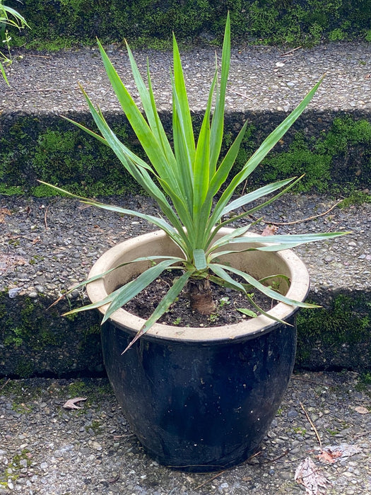 Yucca Gloriosa, organically grown succulent plants for sale at TOMs FLOWer CLUB.