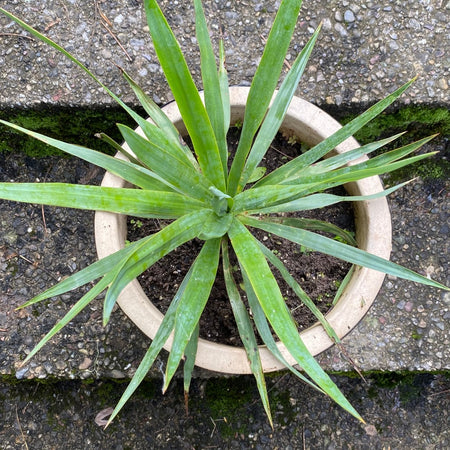 Yucca Gloriosa, organically grown succulent plants for sale at TOMs FLOWer CLUB.