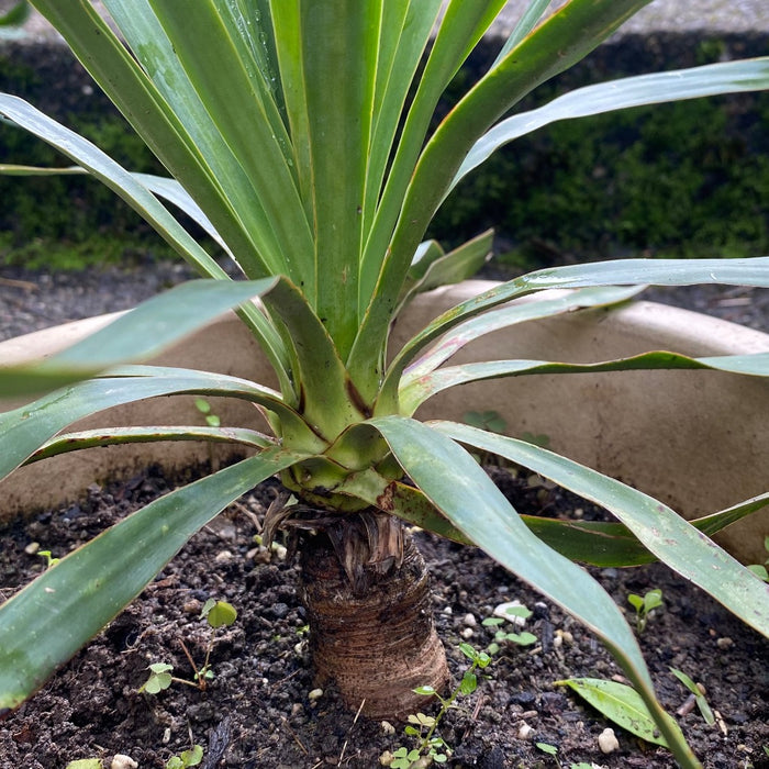 Yucca Gloriosa, organically grown succulent plants for sale at TOMs FLOWer CLUB.