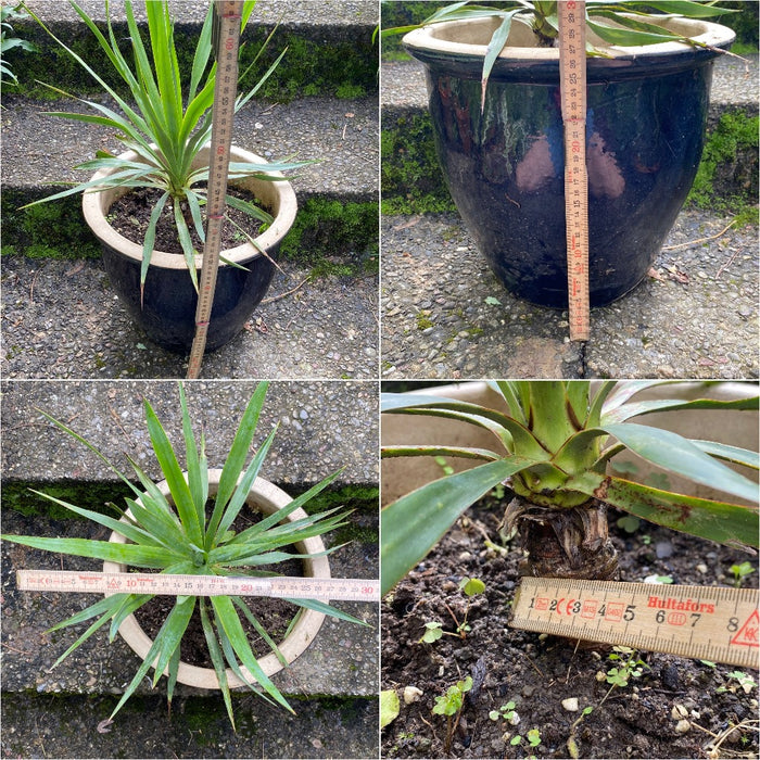 Yucca Gloriosa, organically grown succulent plants for sale at TOMs FLOWer CLUB.