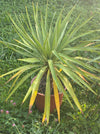 Yucca Gloriosa, organically grown succulent plants for sale at TOMs FLOWer CLUB.