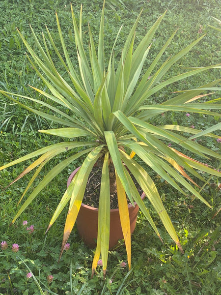 Yucca Gloriosa, organically grown succulent plants for sale at TOMs FLOWer CLUB.