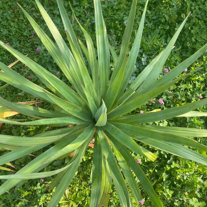 Yucca Gloriosa, organically grown succulent plants for sale at TOMs FLOWer CLUB.