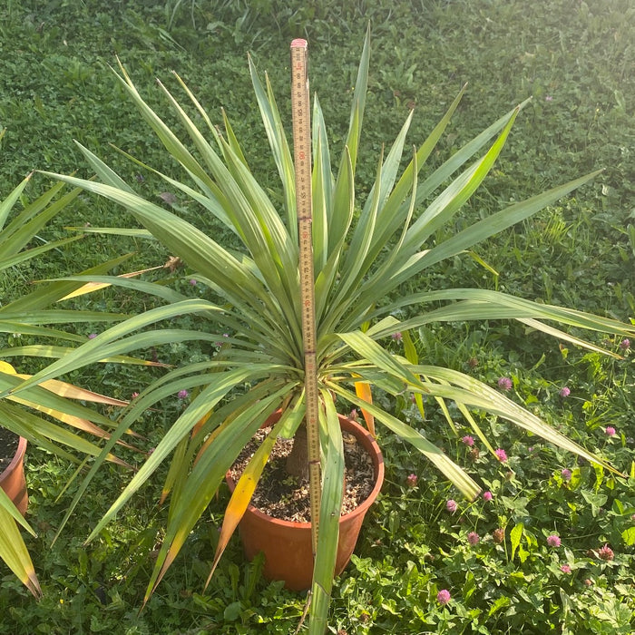 Yucca Gloriosa, organically grown succulent plants for sale at TOMs FLOWer CLUB.