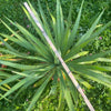 Yucca Gloriosa, organically grown succulent plants for sale at TOMs FLOWer CLUB.