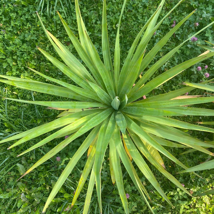 Yucca Gloriosa, organically grown succulent plants for sale at TOMs FLOWer CLUB.