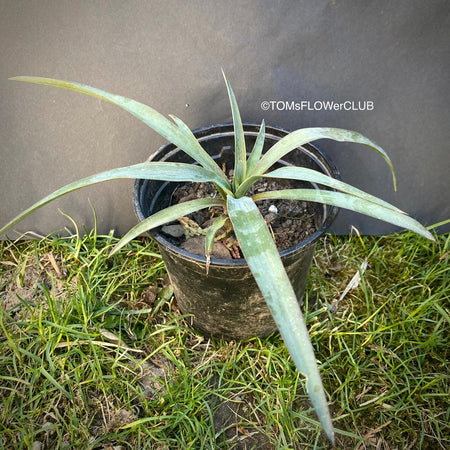 Yucca Gloriosa, organically grown succulent plants for sale at TOMs FLOWer CLUB.