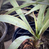 Yucca Gloriosa, organically grown succulent plants for sale at TOMs FLOWer CLUB.