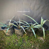 Yucca Gloriosa, organically grown succulent plants for sale at TOMs FLOWer CLUB.