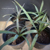 Yucca Gloriosa, organically grown succulent plants for sale at TOMs FLOWer CLUB. 