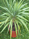 Yucca Gloriosa, organically grown succulent plants for sale at TOMs FLOWer CLUB.